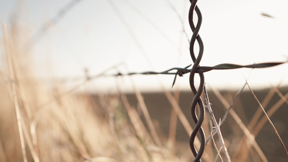 a barbed wire fence
