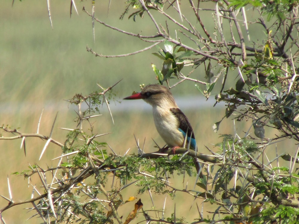 un oiseau assis sur une branche