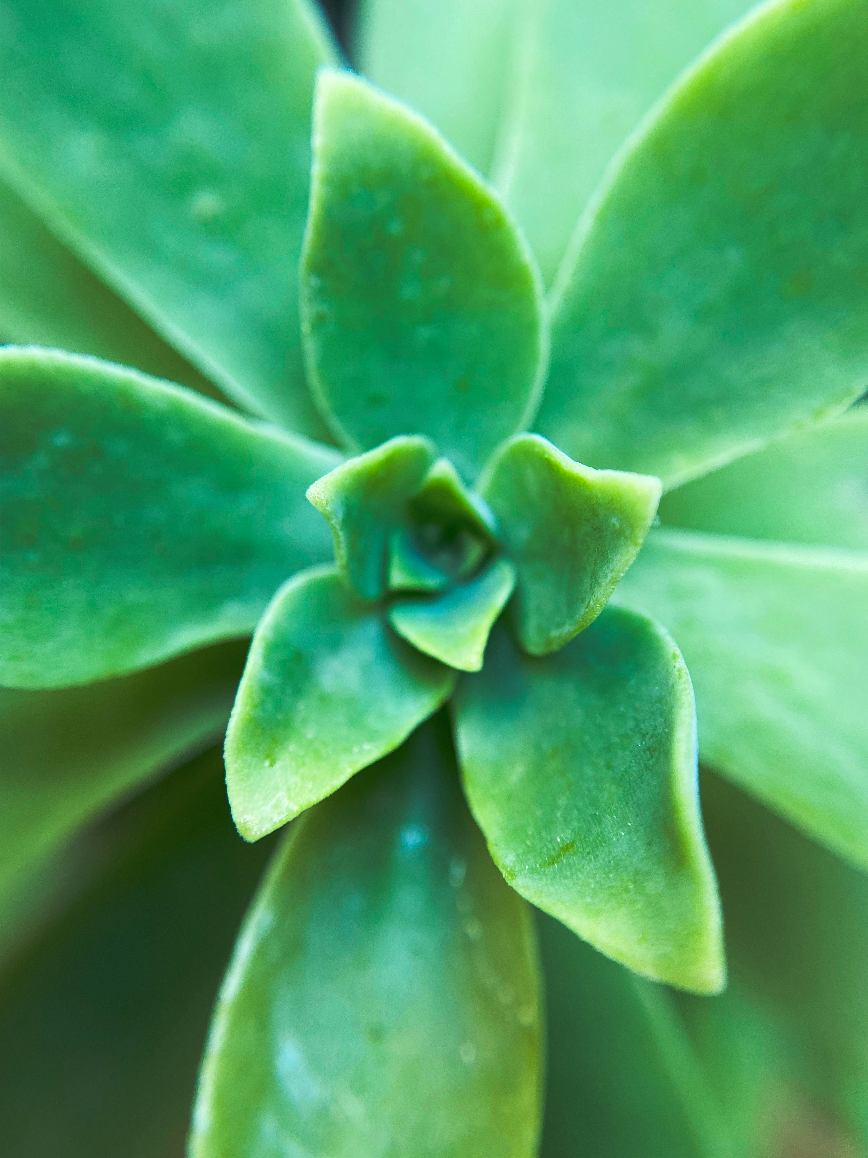 Rare crested succulent with an exquisite crest