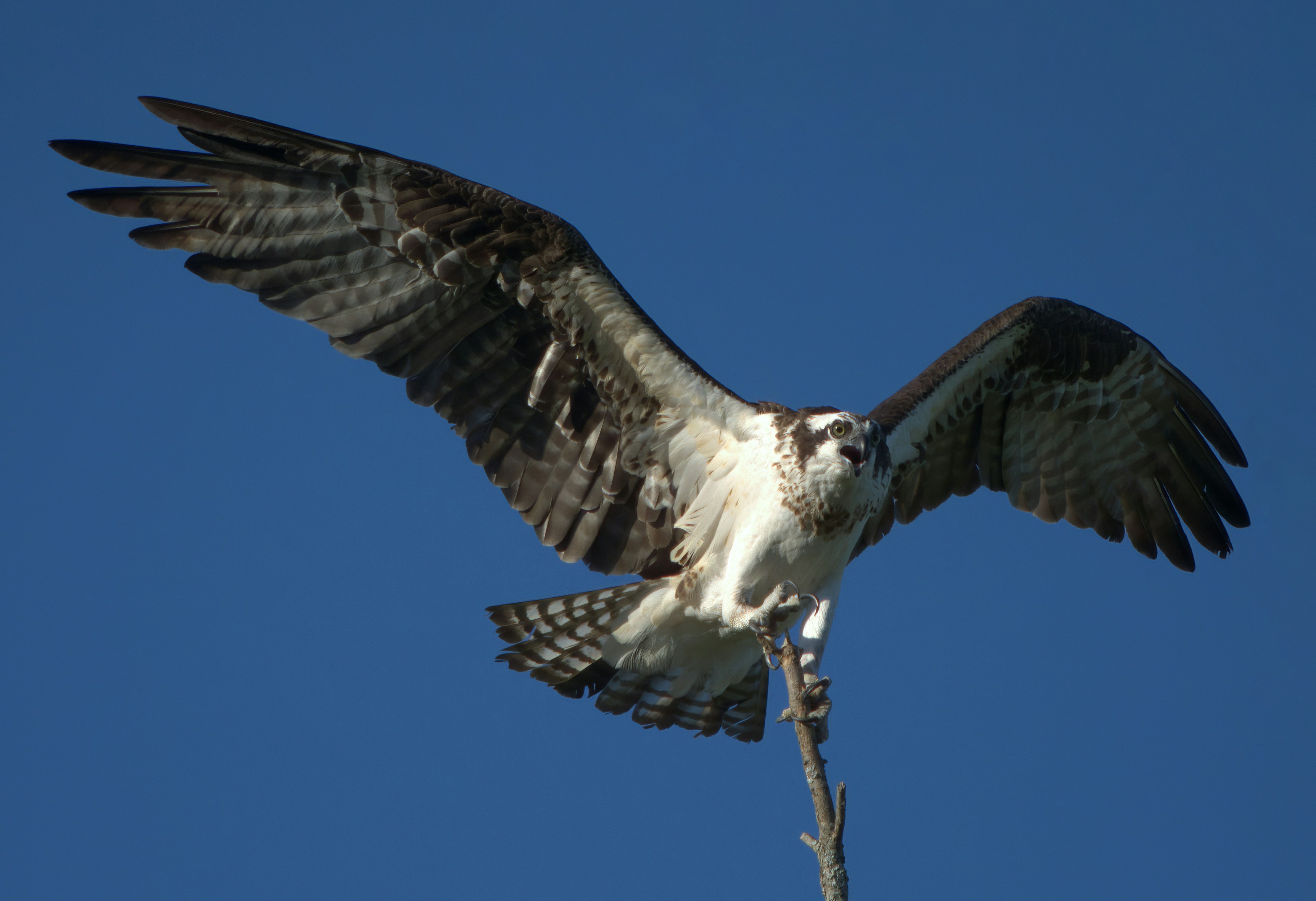 Photo by carlbrandphotography