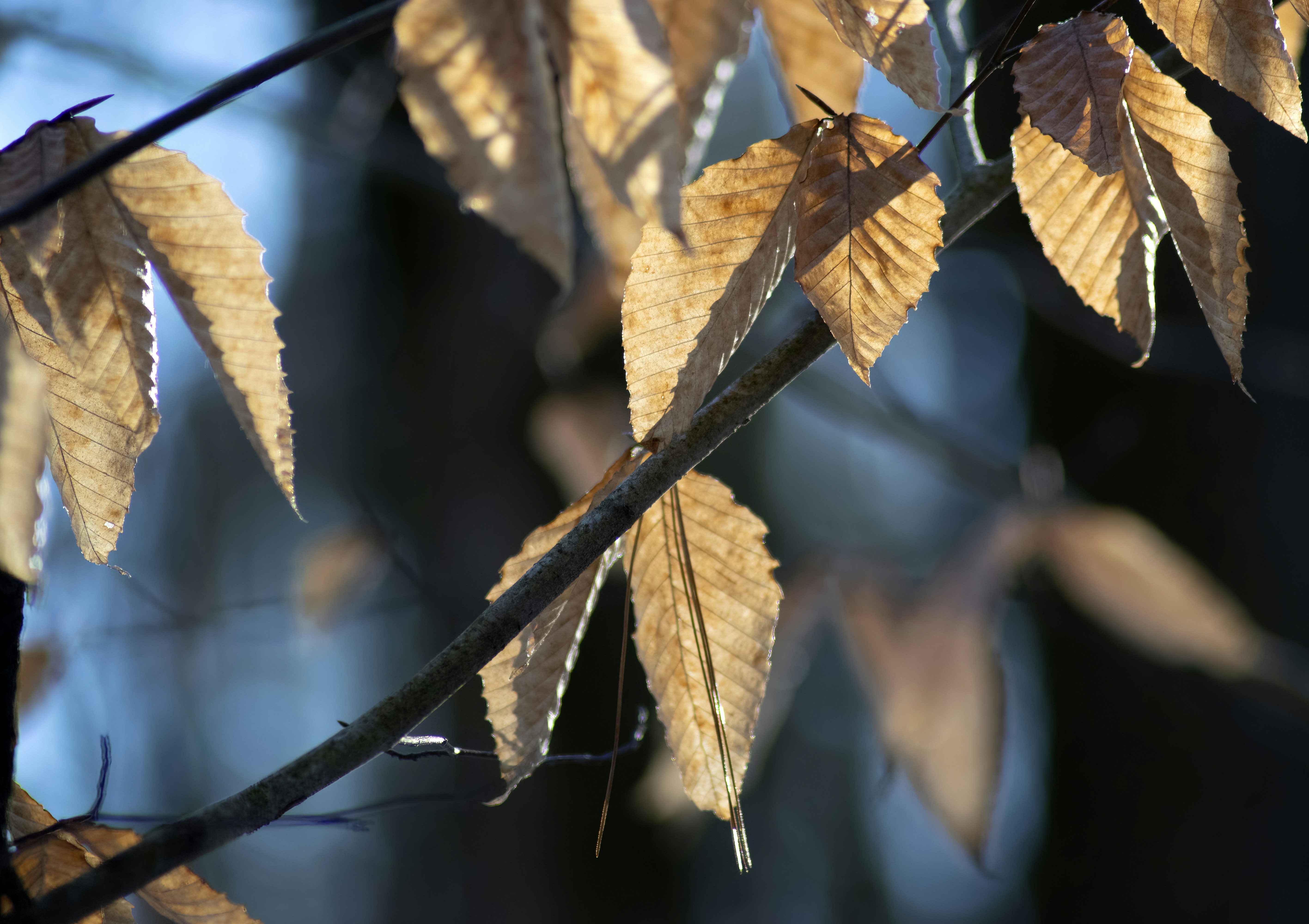 Photo by carlbrandphotography