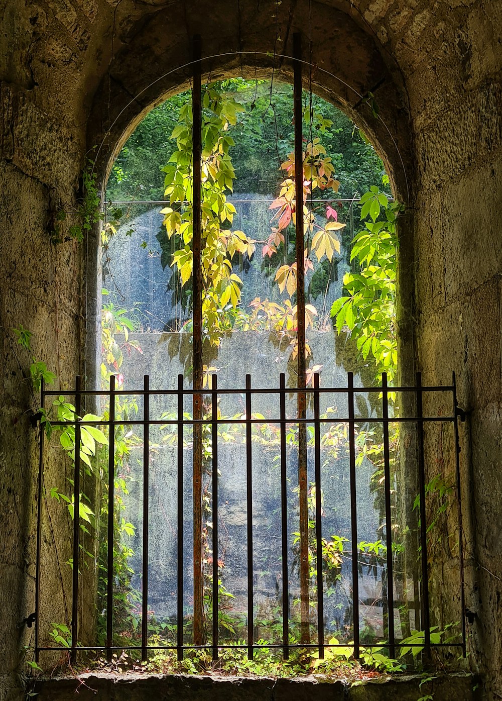 a gate with a view of a forest through it