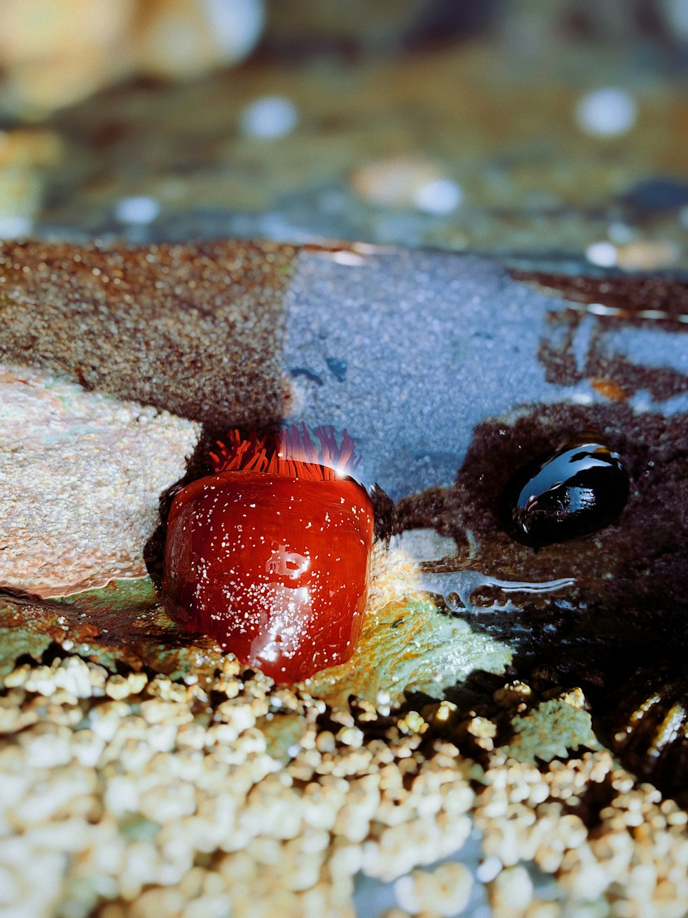 a red and black fish