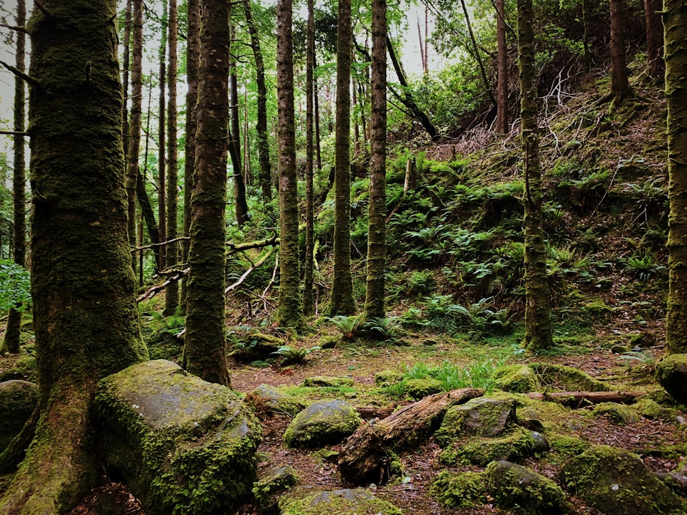 a forest with trees and rocks