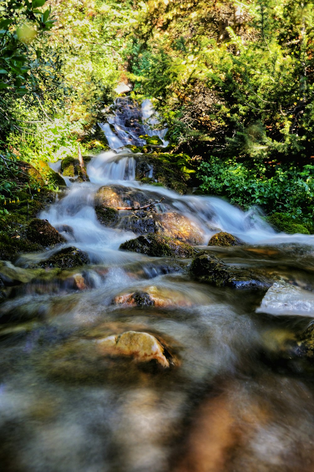 Una corriente de agua que fluye a través de un bosque