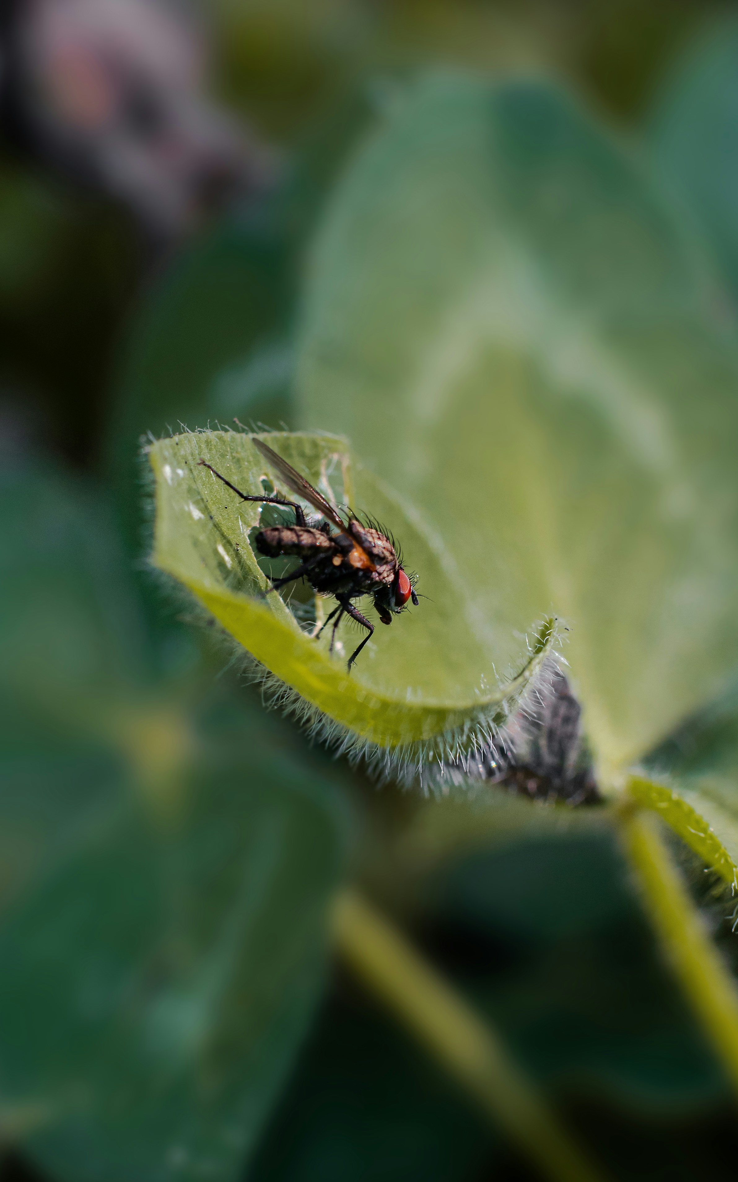 Un insecto en una flor