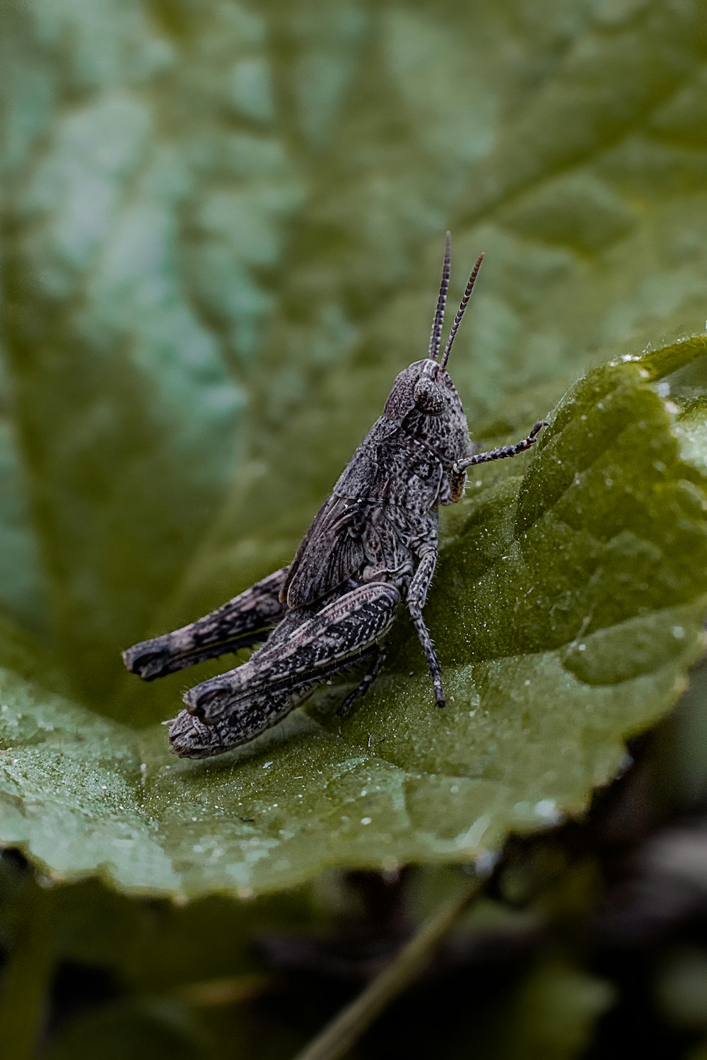 Un insecto en una hoja