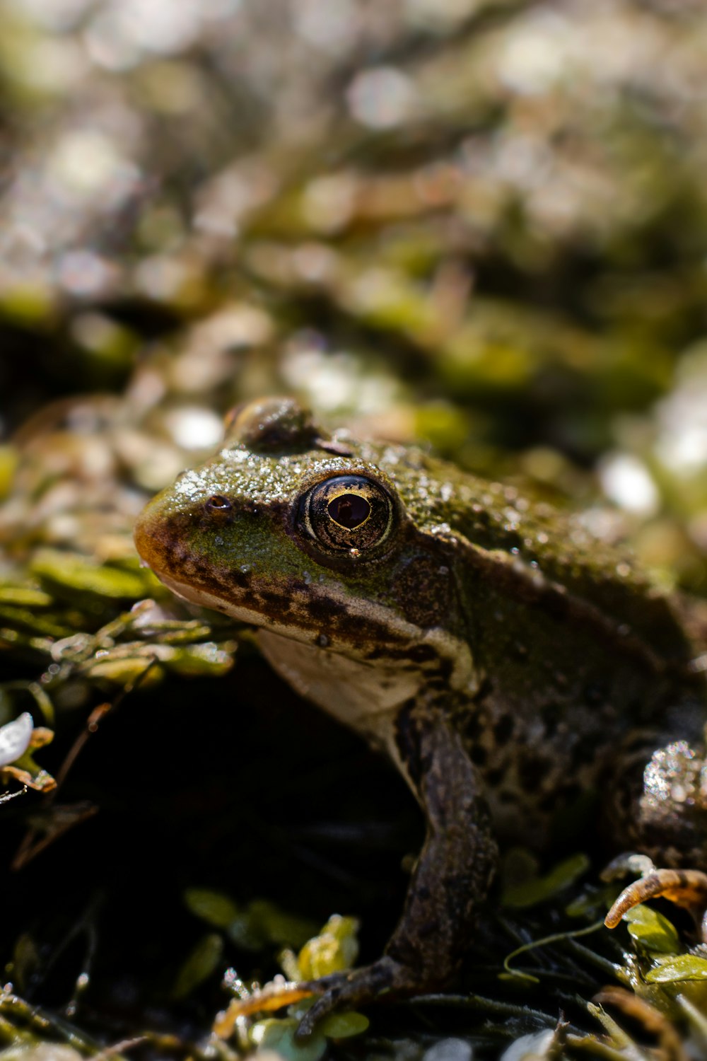 une grenouille sur une branche