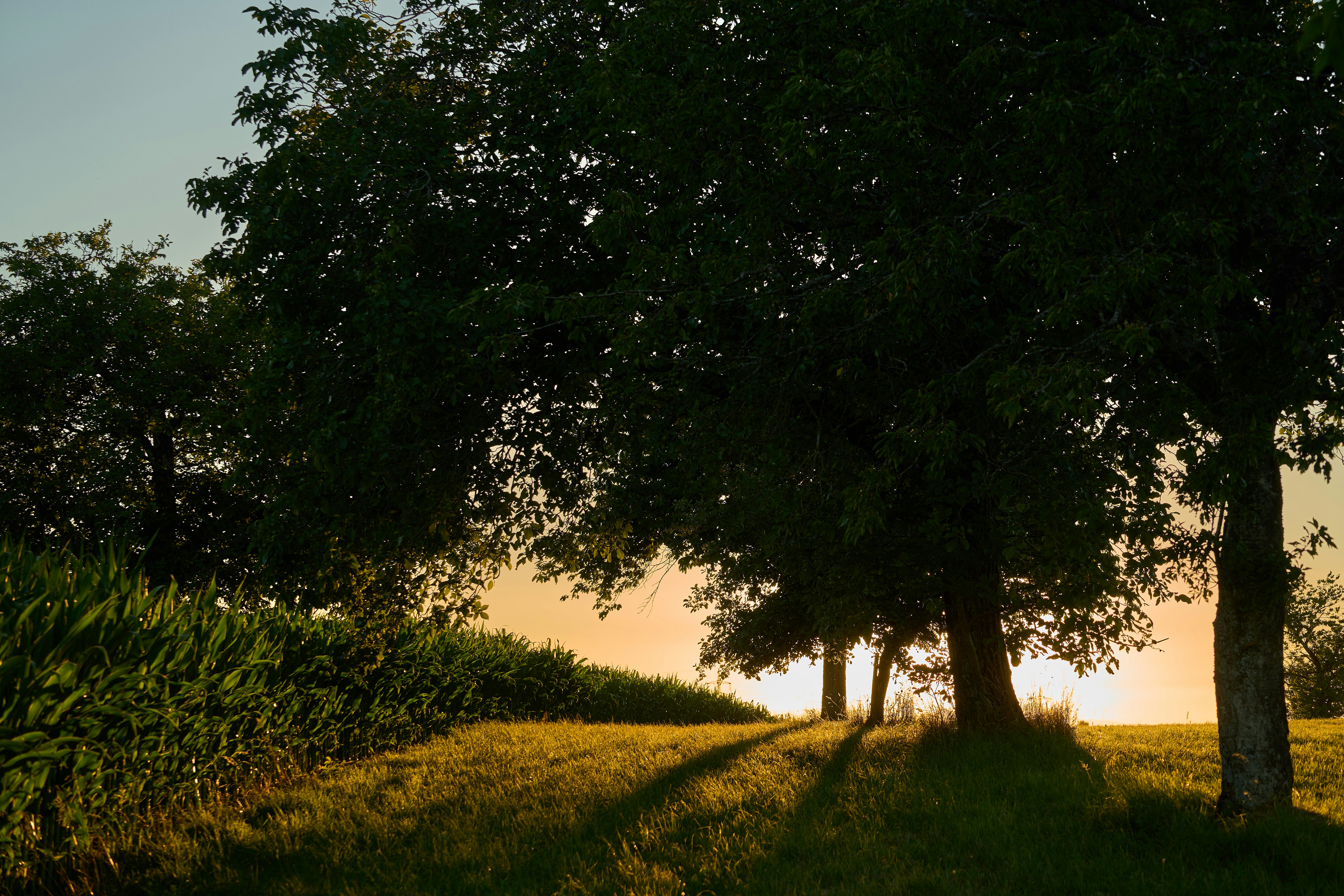 Photo by wolfgang_hasselmann