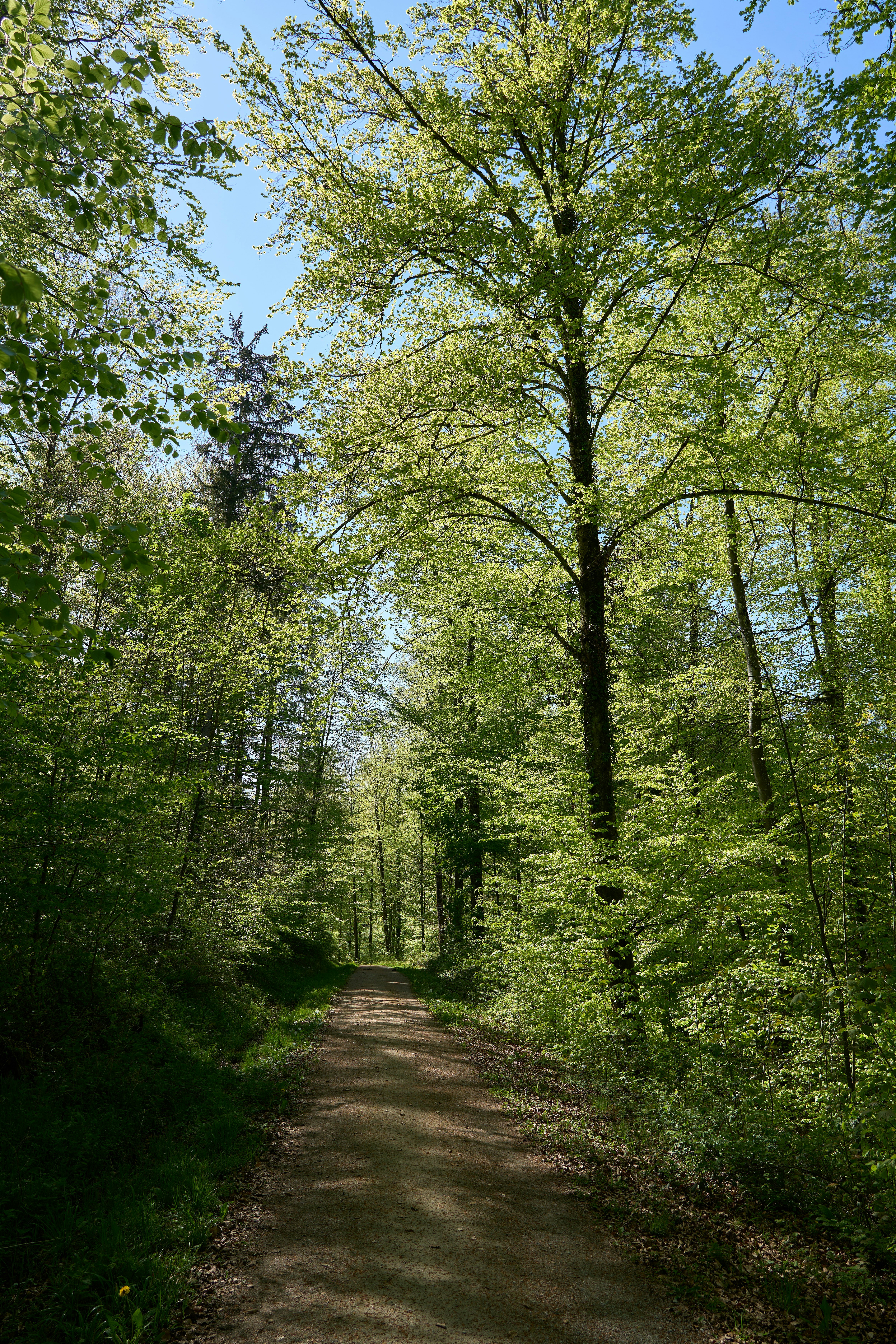 Photo by wolfgang_hasselmann