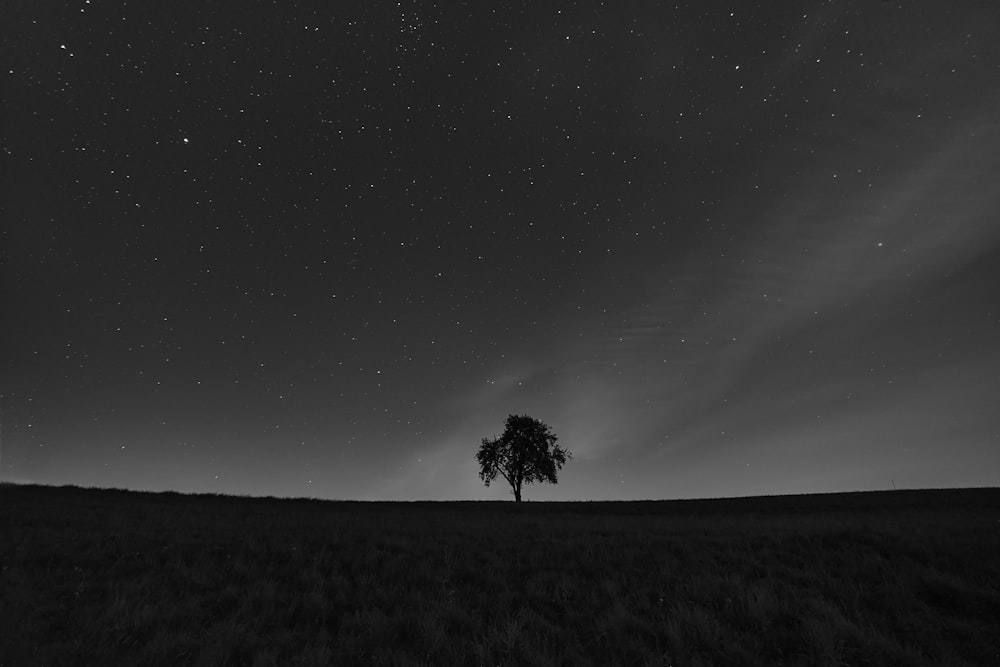 a tree in a field at night
