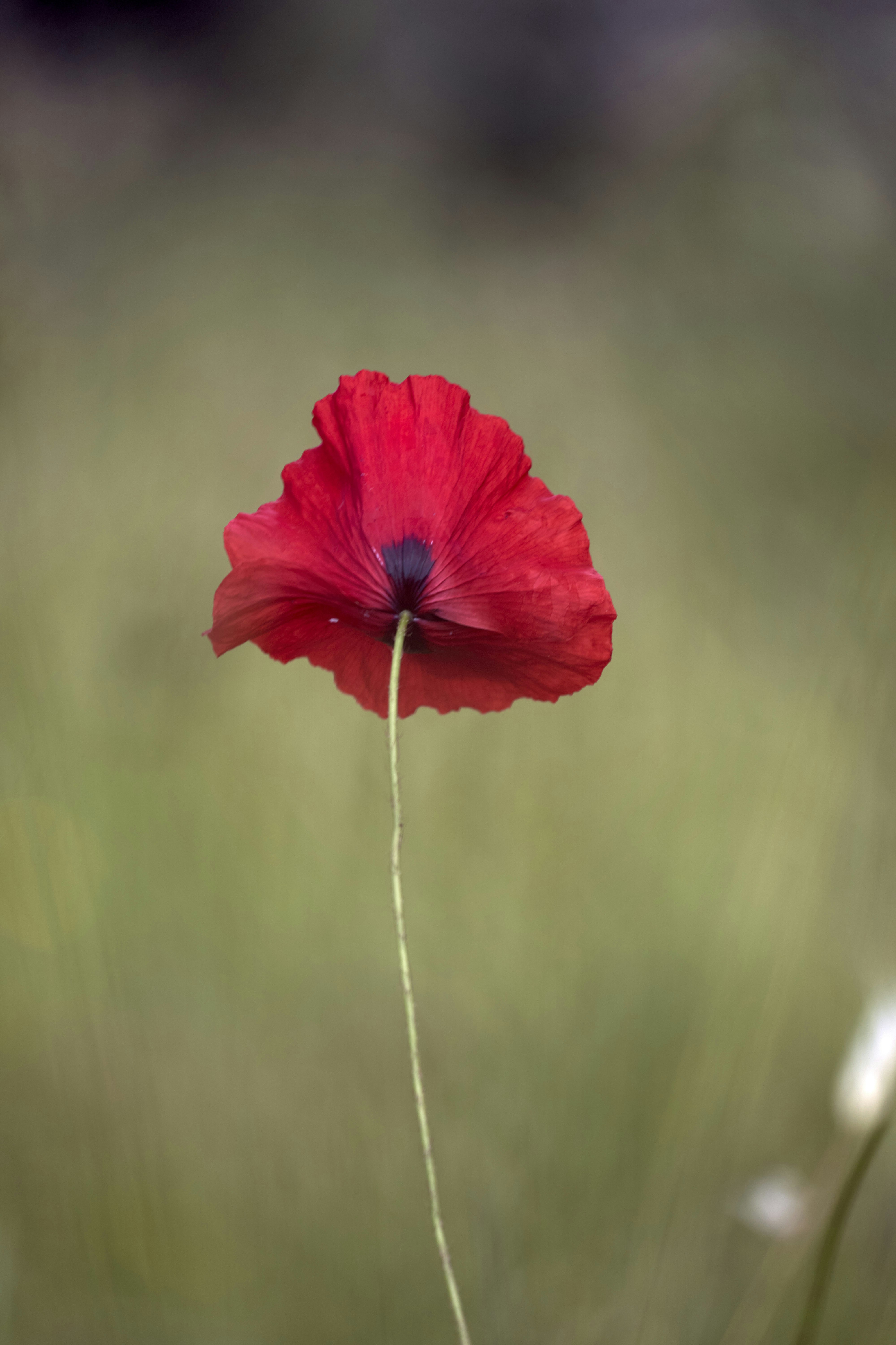 Photo by wolfgang_hasselmann