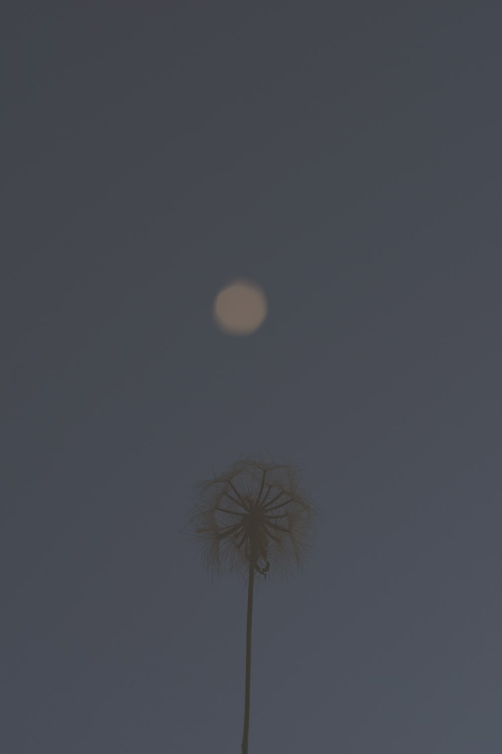 a dandelion with the moon in the background