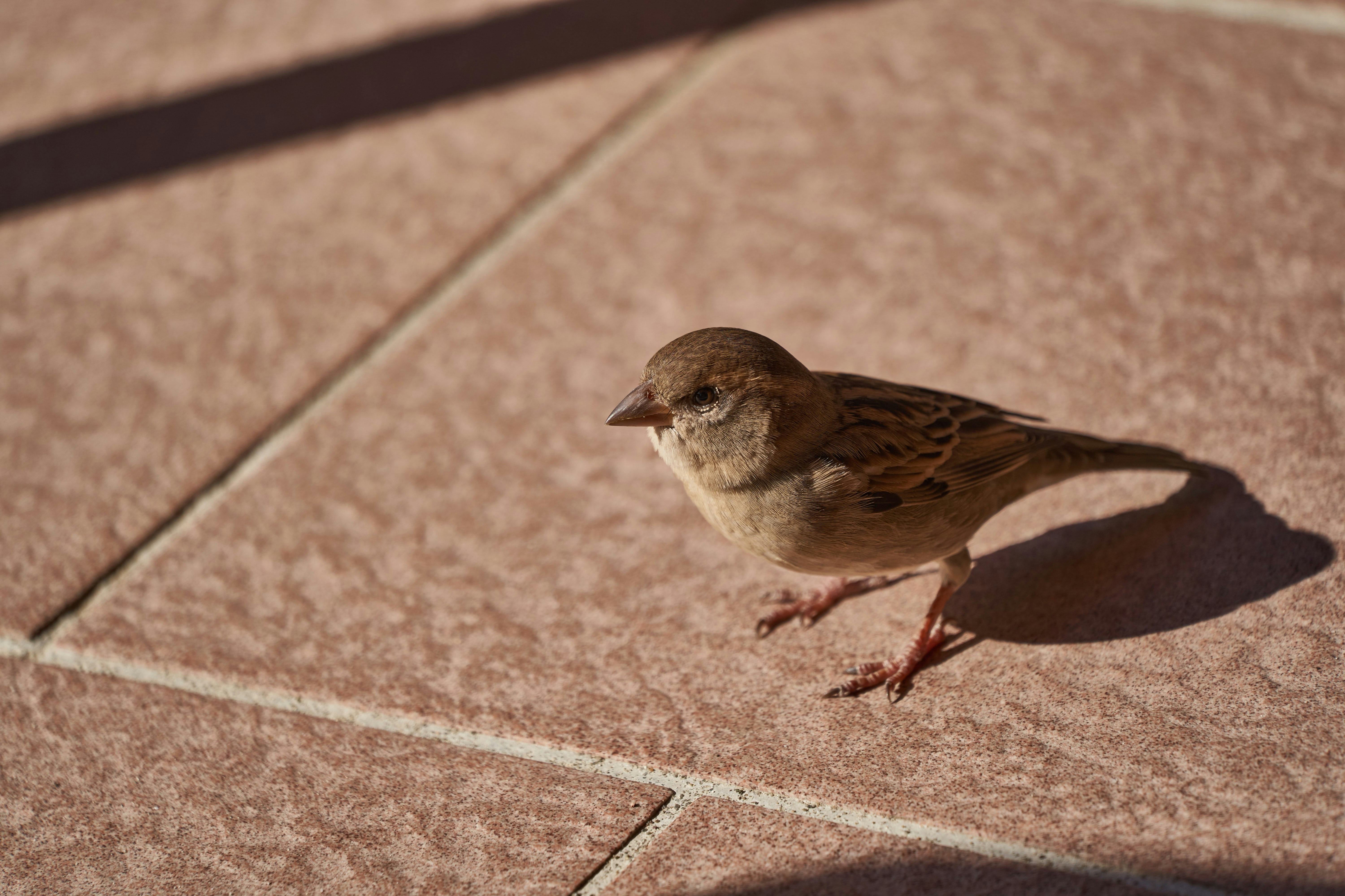 Photo by wolfgang_hasselmann