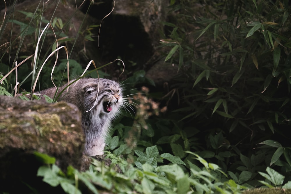 a small animal in the bushes