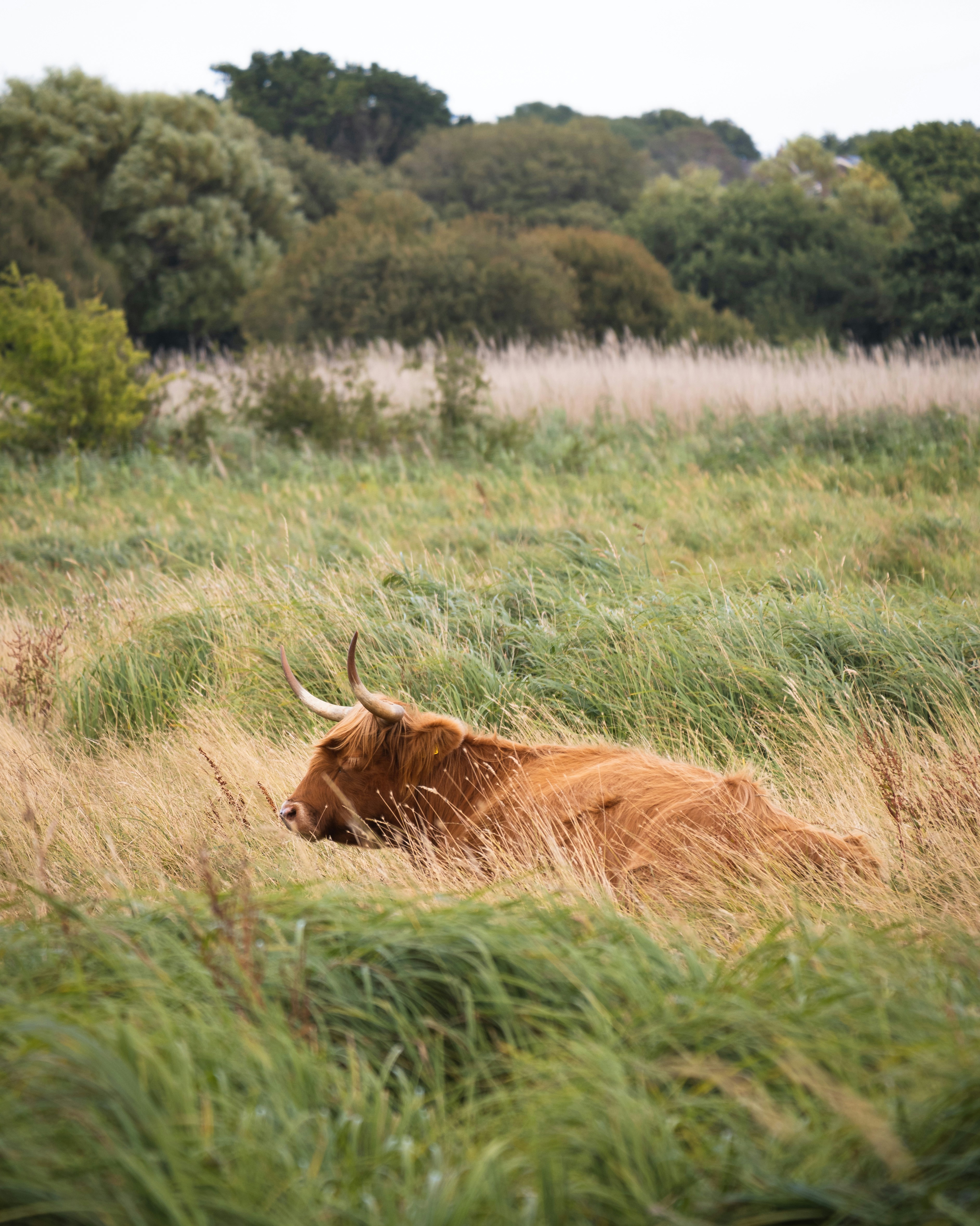 Scottish Highland Cow lying in tall grass on a field in front of trees and forest