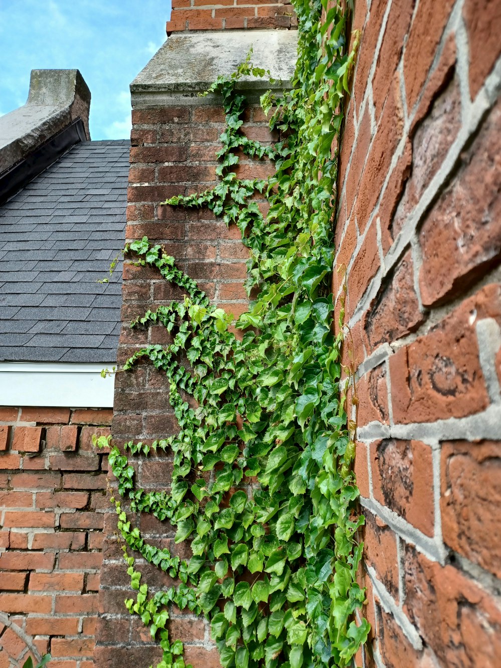 a plant growing on a brick wall