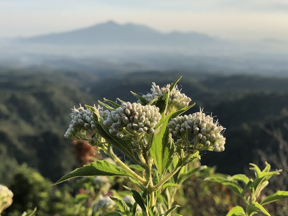 Nahaufnahme einiger Blumen