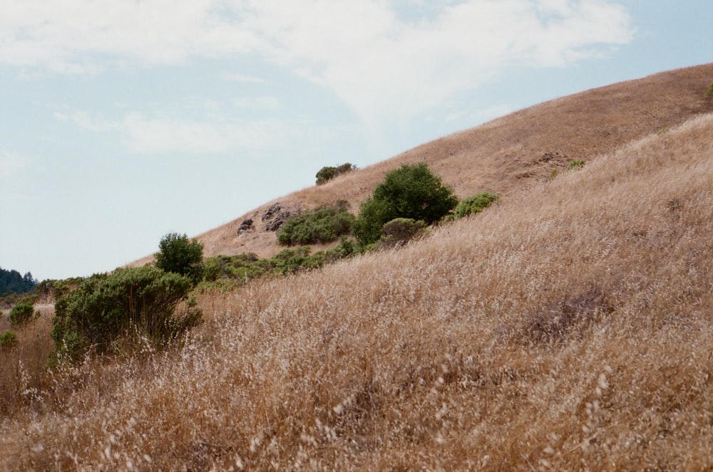 a grassy hill with trees