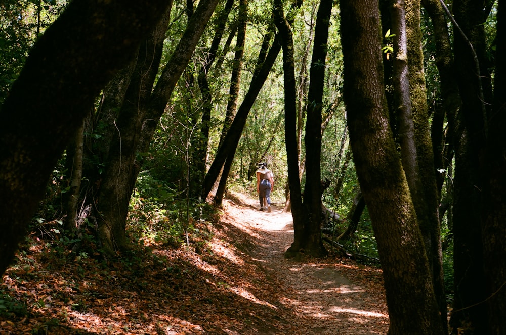 a person walking on a path in a forest