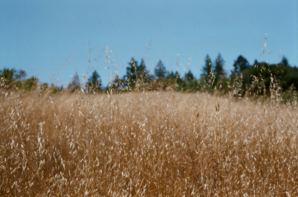 a field of wheat with trees in the background