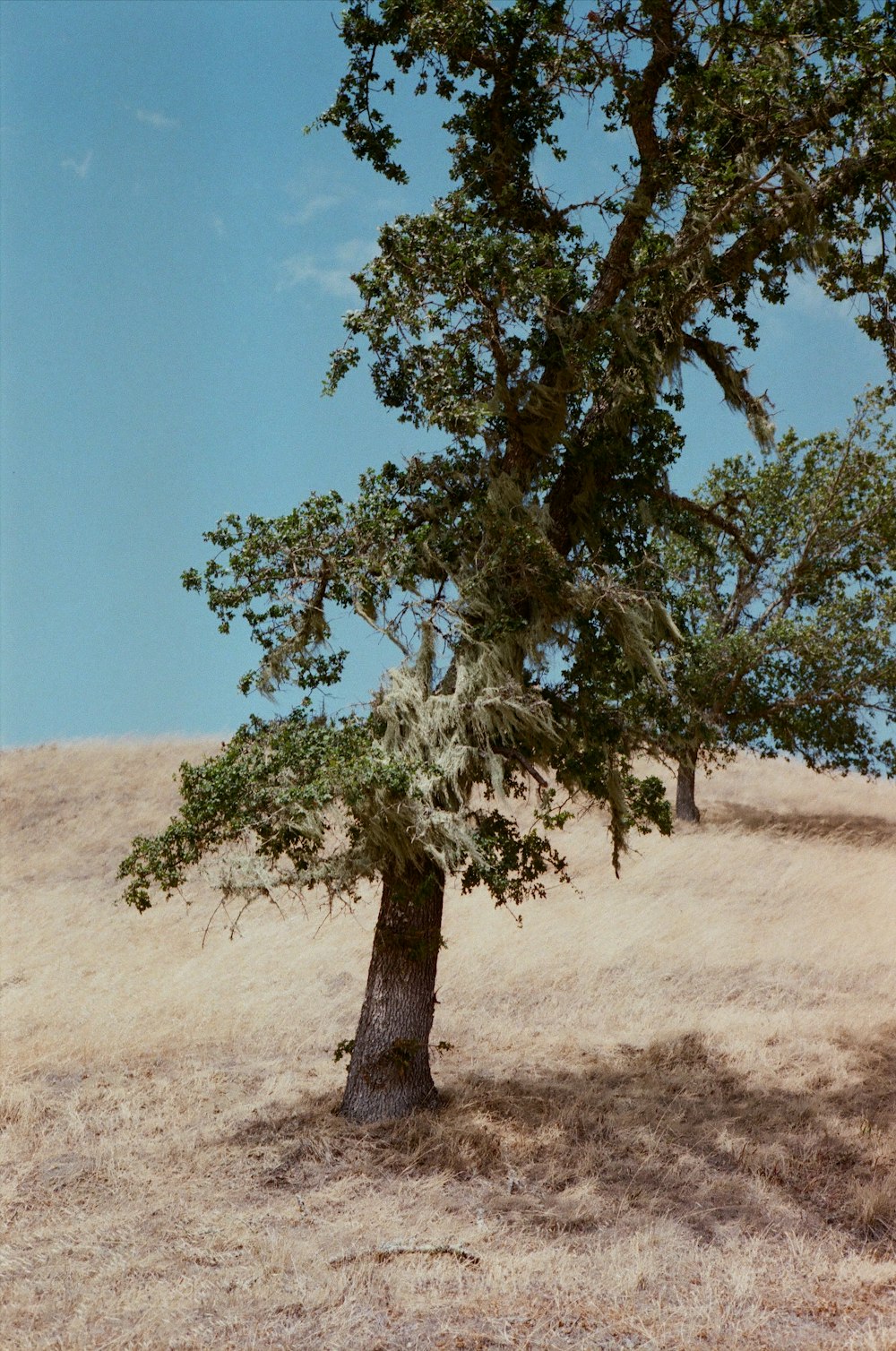 a tree in a field