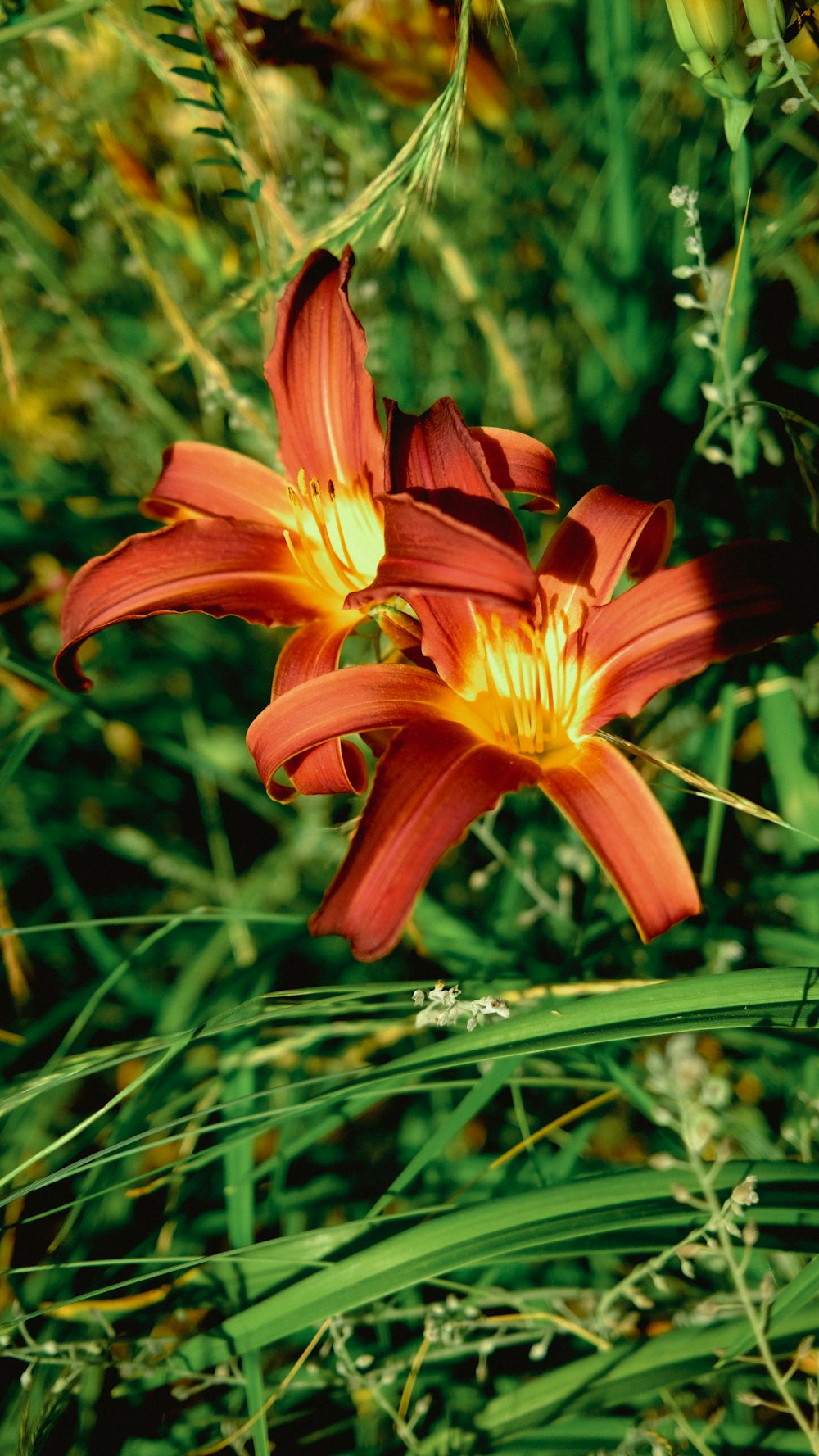 a couple of red flowers