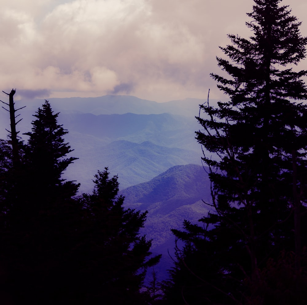 a view of a mountain range from a forest