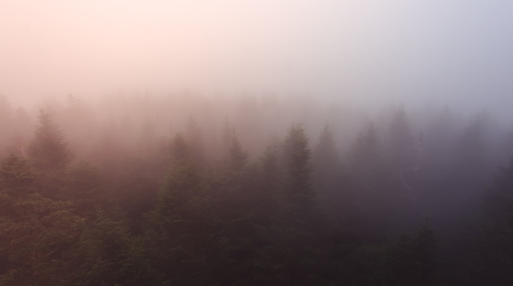 a foggy forest with trees