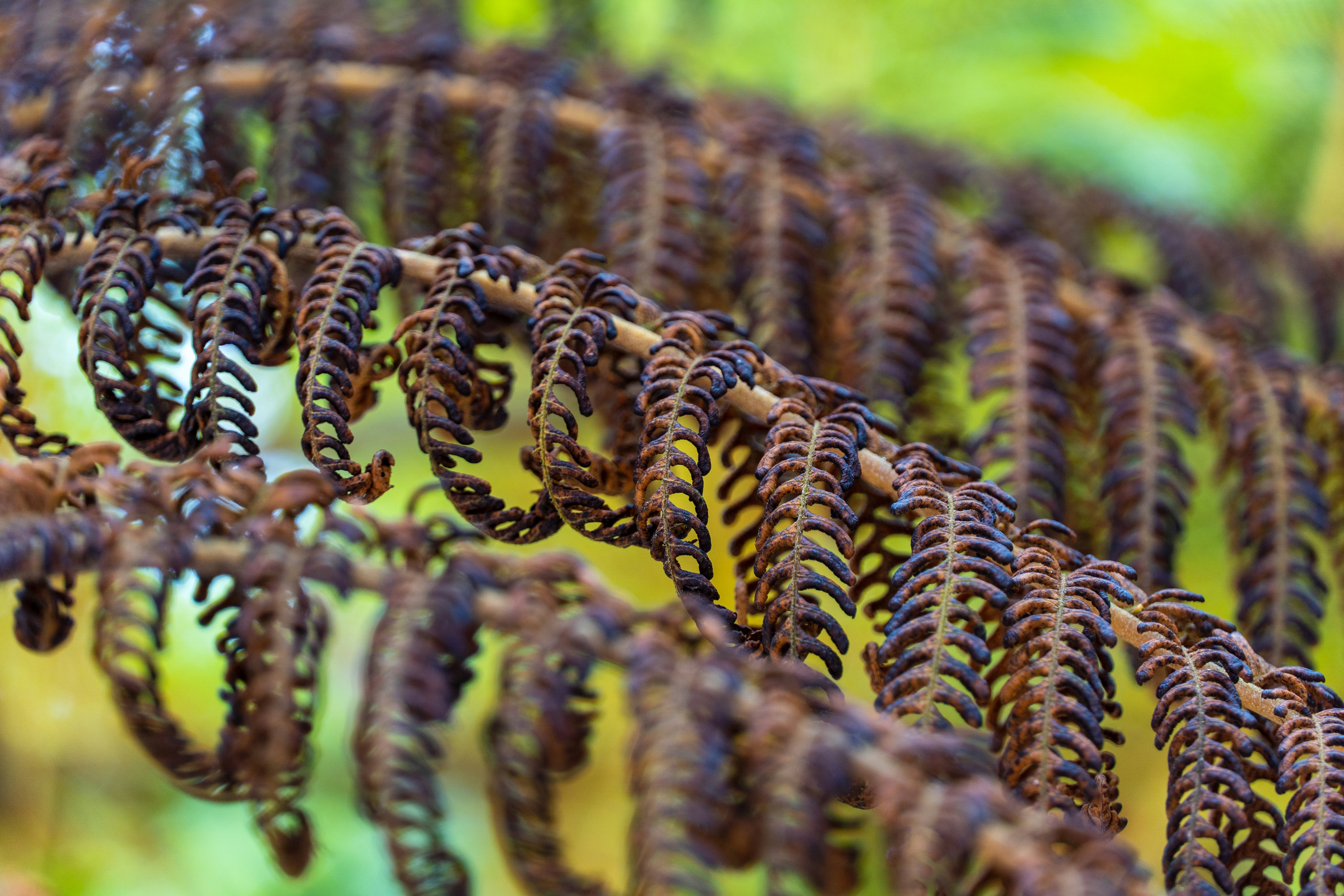 a close up of a plant