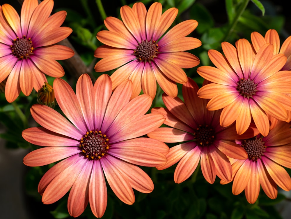 a group of pink flowers