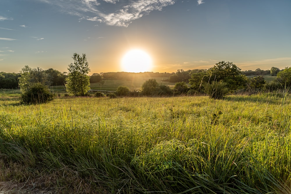 a field of grass with trees and the sun in the background