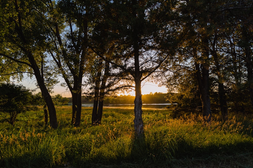 une zone herbeuse avec des arbres