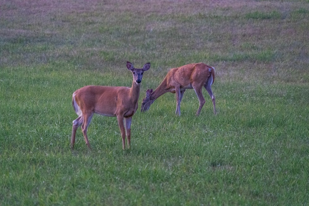 a couple deer in a field