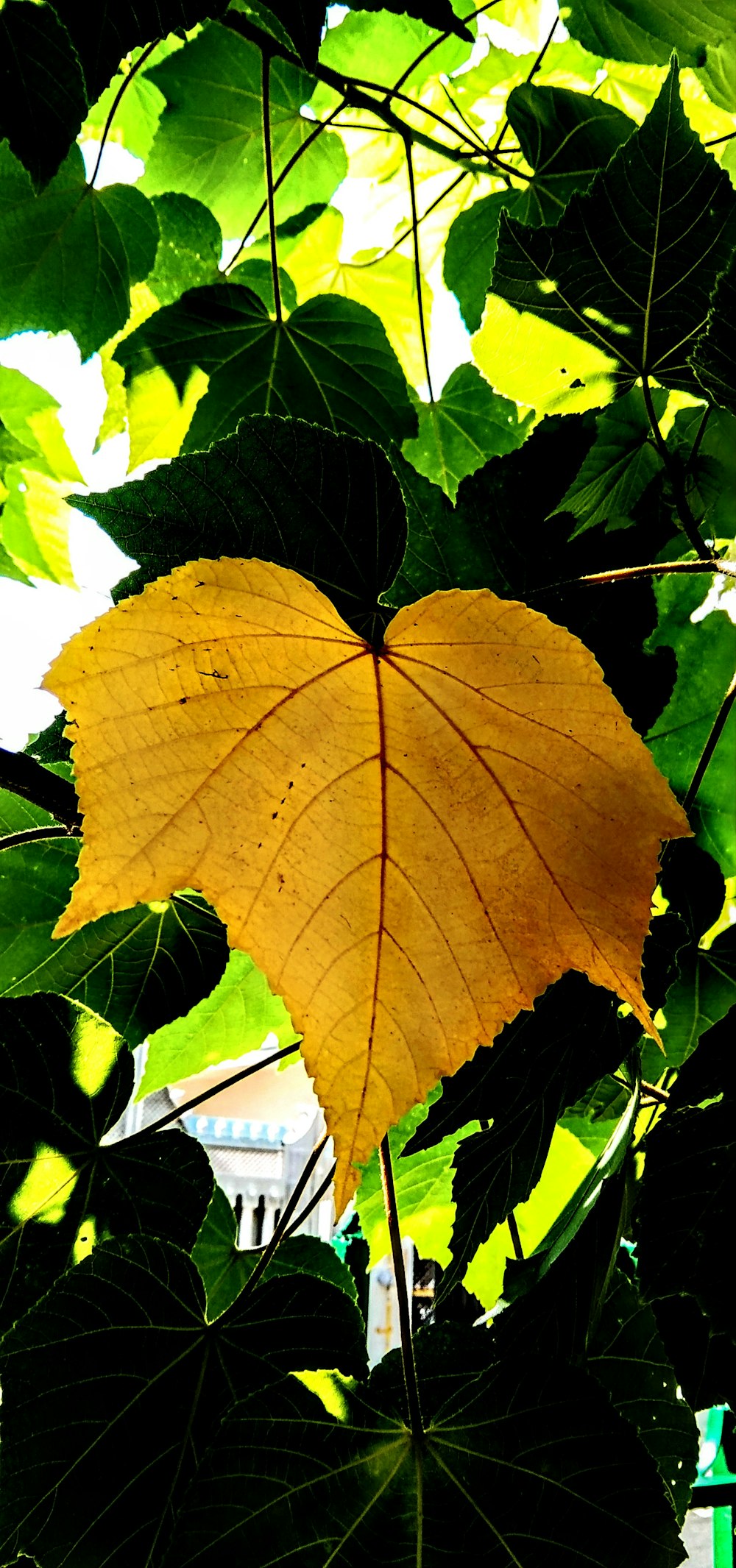 Ein gelbes Blatt an einem Baum