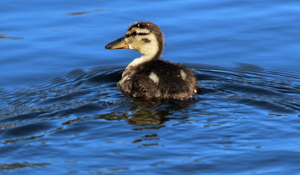 a duck swimming in water