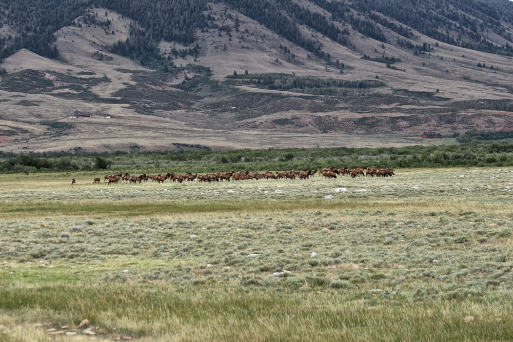 a group of animals in a field