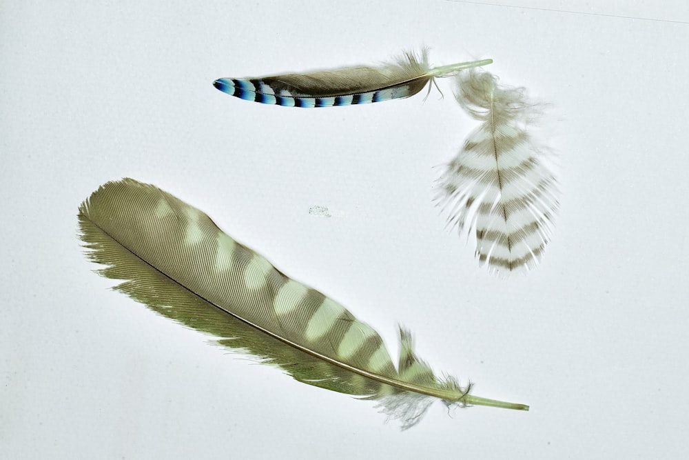 a few feathers on a white background