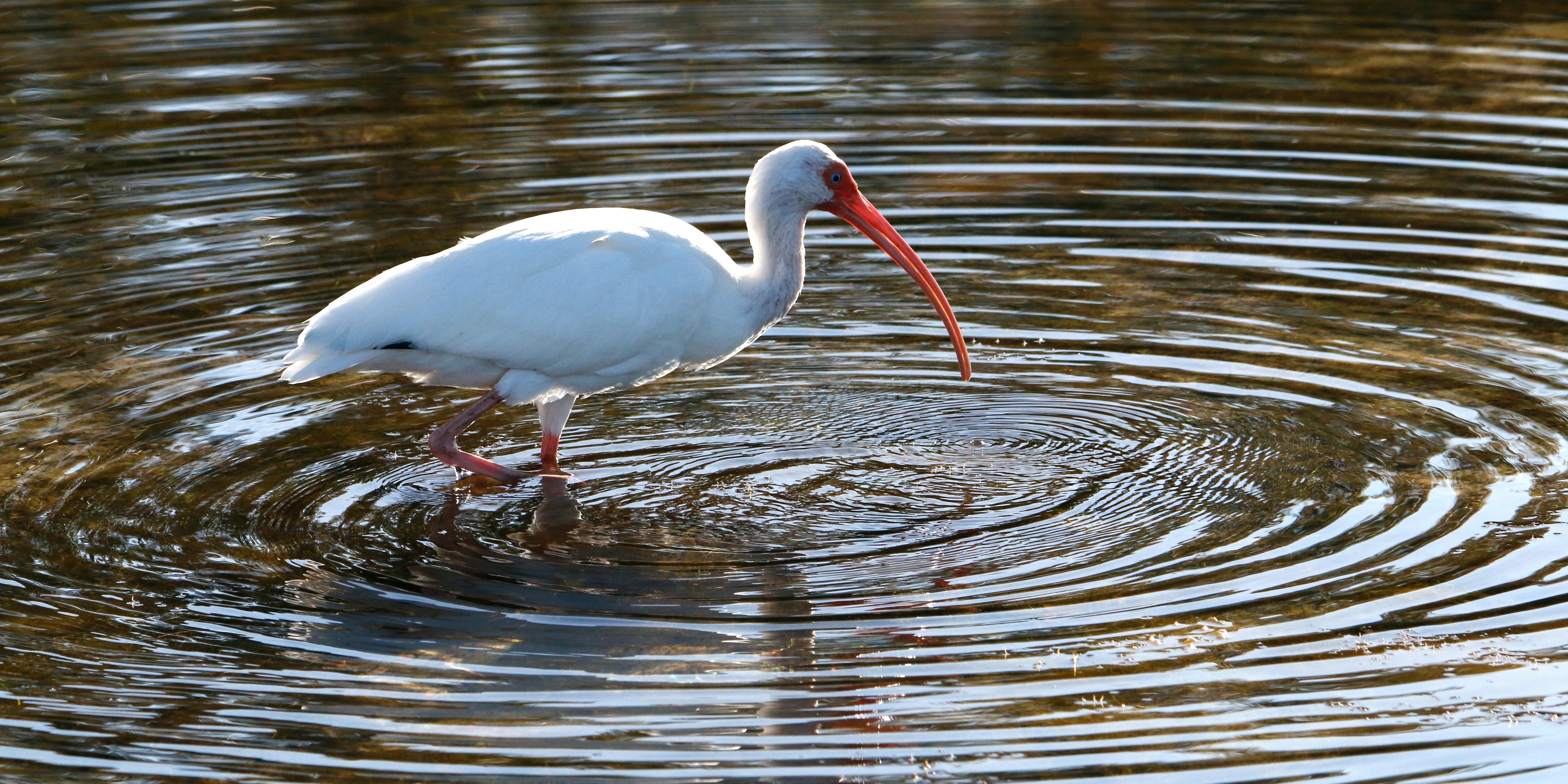 Photo by goldenplover31