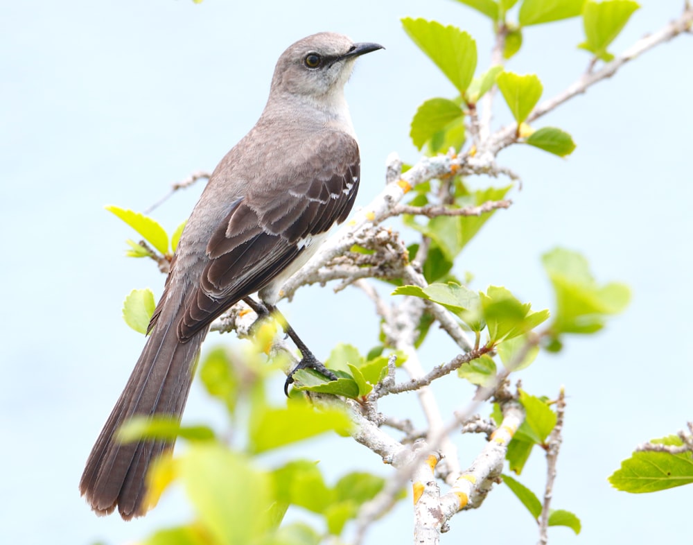 a bird perched on a branch