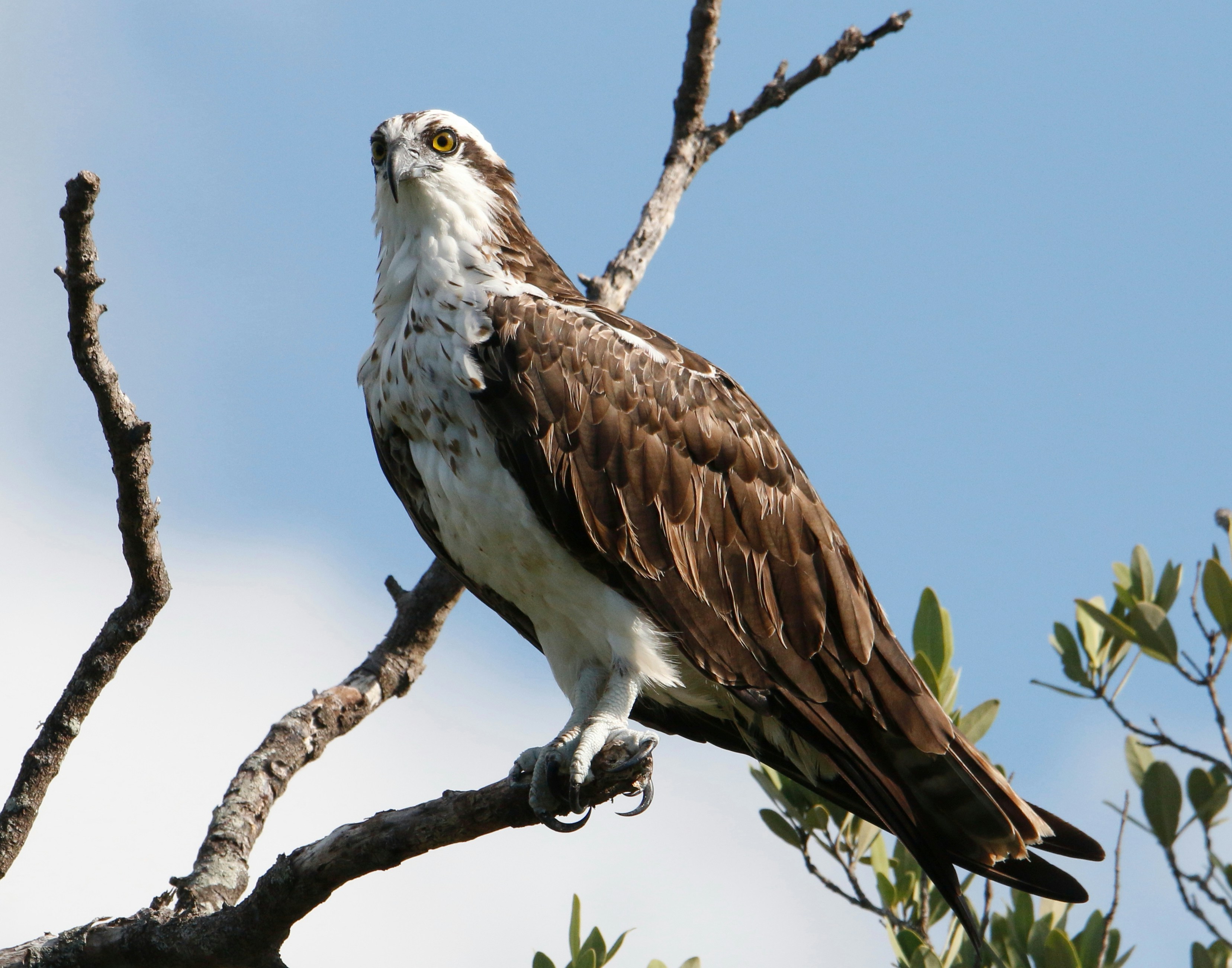 Photo by goldenplover31