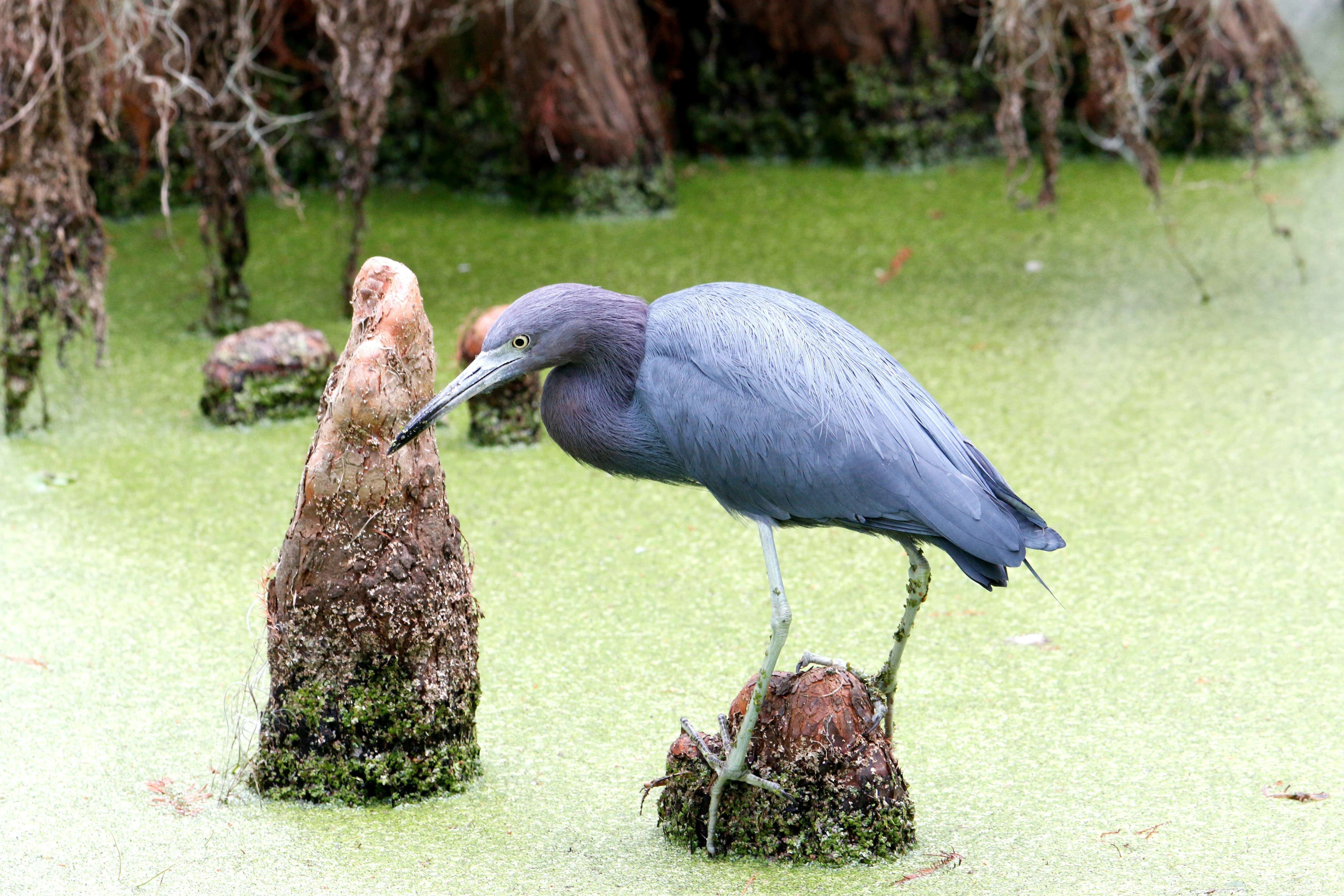 a bird standing on a rock
