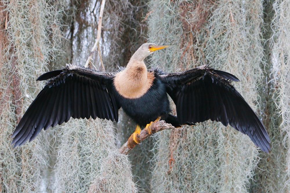 a bird flying in the air