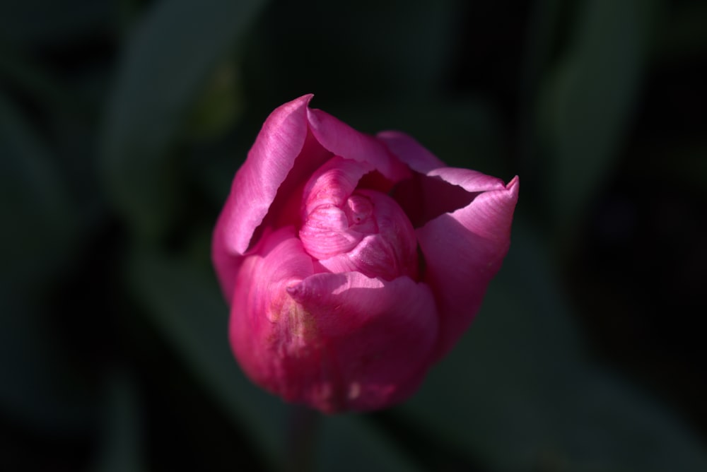 Un primer plano de una flor