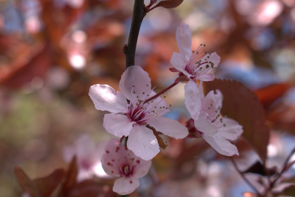 a close up of flowers