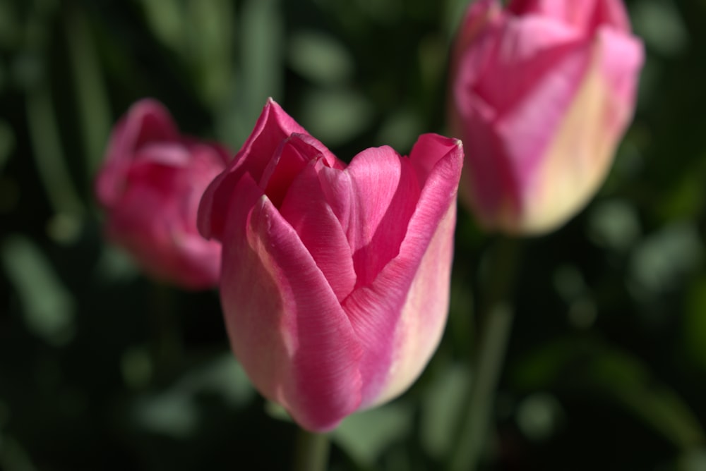 Un primer plano de una flor