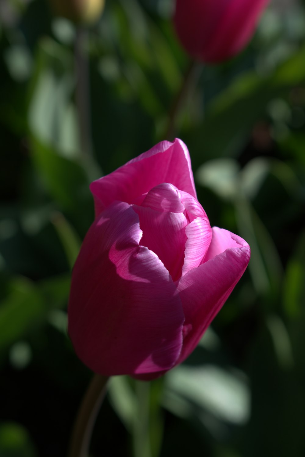 a close up of a flower