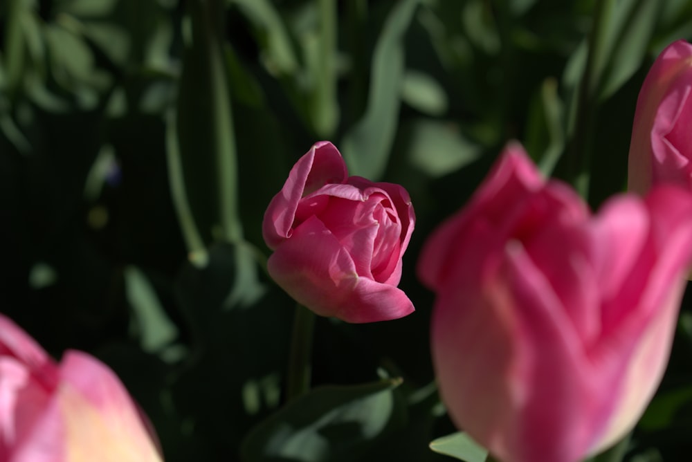 un gruppo di fiori rosa