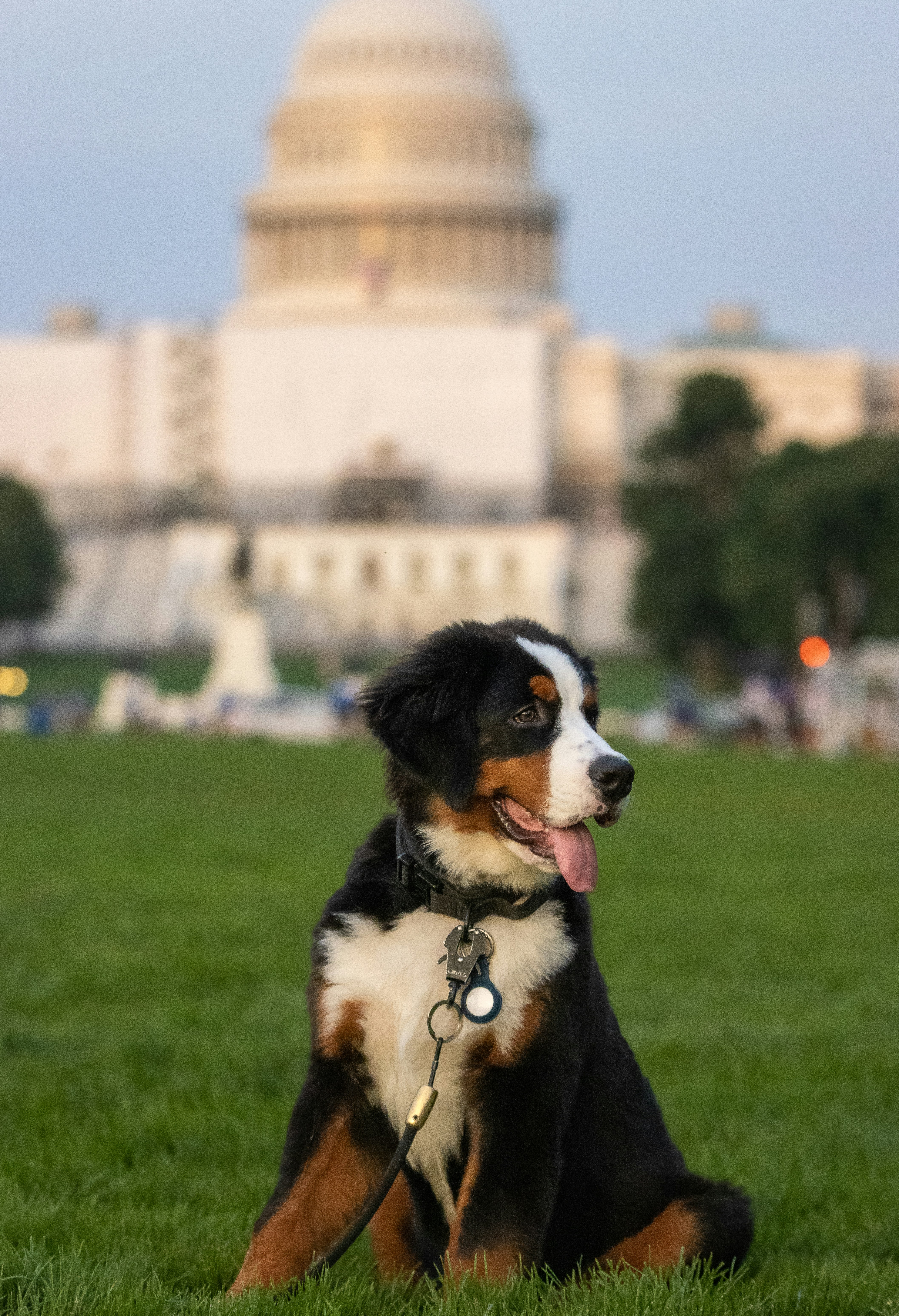 Ein Hund sitzt im Gras