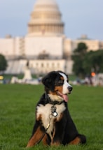A Bernese Mountain Dog puppy sits on a grassy field with the United States Capitol building in the background. The dog has a black, white, and brown coat and is wearing a collar with a leash. It looks to the side with its tongue out, conveying a playful demeanor.